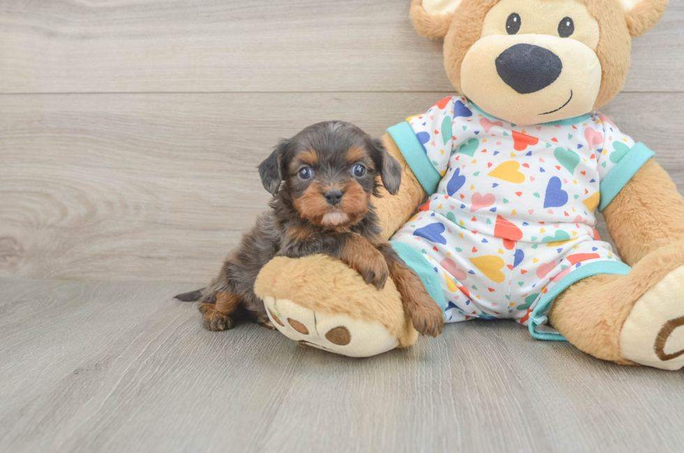 5 week old Cavapoo Puppy For Sale - Windy City Pups