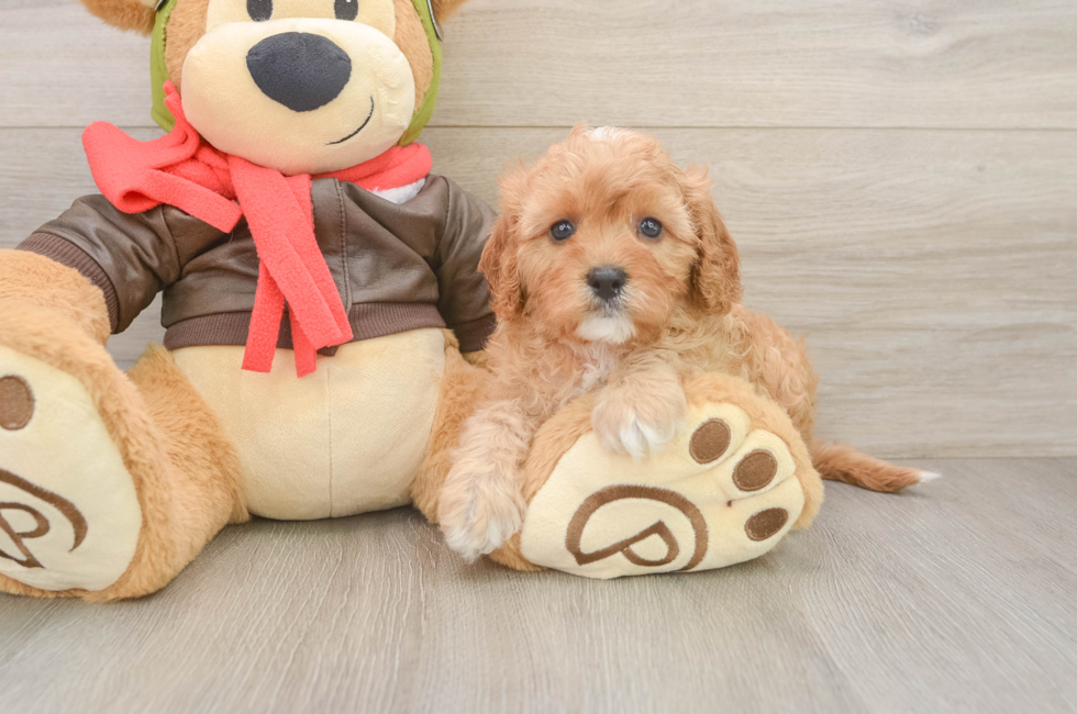 5 week old Cavapoo Puppy For Sale - Windy City Pups