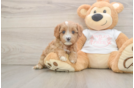 Cavapoo Pup Being Cute