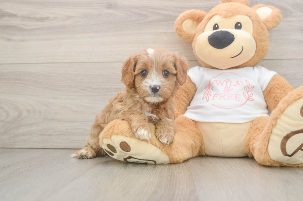 5 week old Cavapoo Puppy For Sale - Windy City Pups