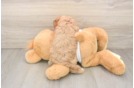 Cavapoo Puppy for Adoption