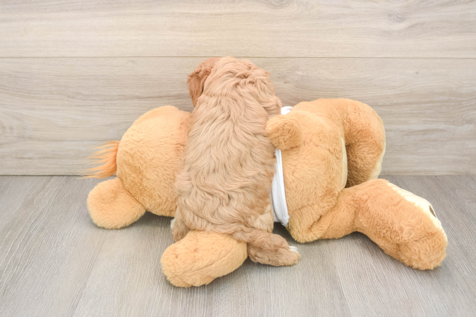 Cavapoo Puppy for Adoption