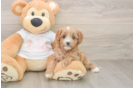 Friendly Cavapoo Baby