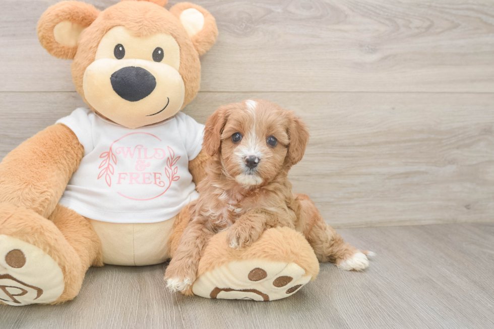 Friendly Cavapoo Baby