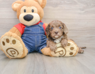 9 week old Cavapoo Puppy For Sale - Windy City Pups