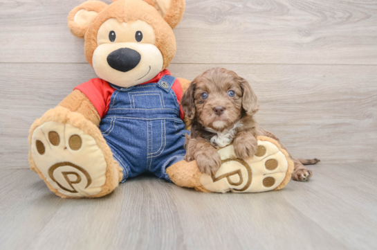 Sweet Cavapoo Baby