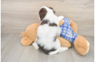 Cavapoo Pup Being Cute