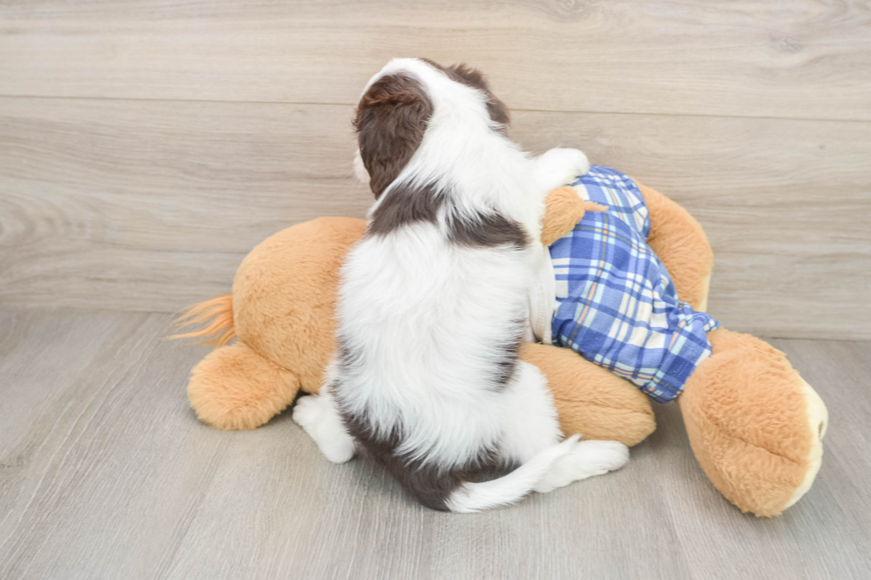 Cavapoo Pup Being Cute