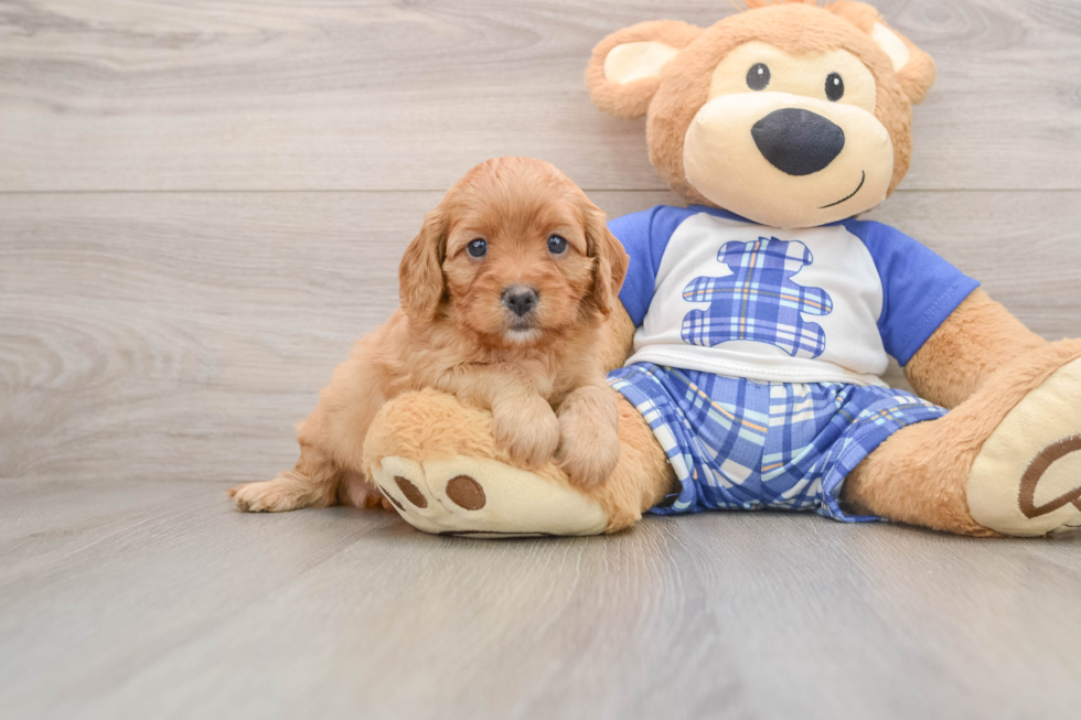 Cute Cavapoo Baby