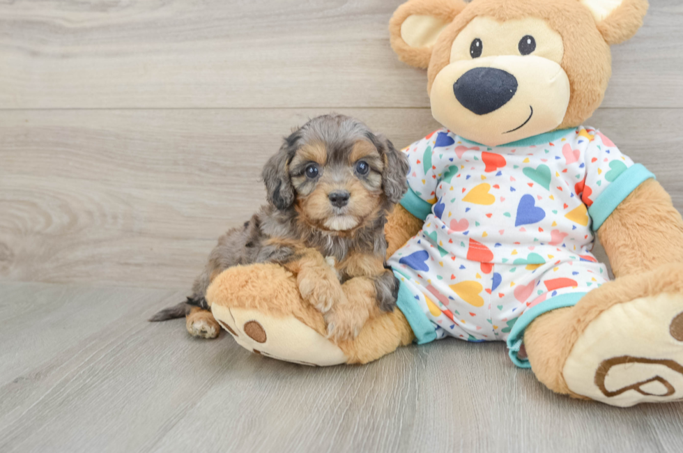 6 week old Cavapoo Puppy For Sale - Windy City Pups