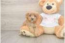 Sweet Cavapoo Baby