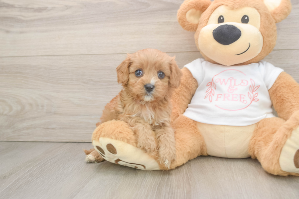 Sweet Cavapoo Baby