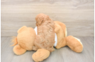 Cavapoo Pup Being Cute
