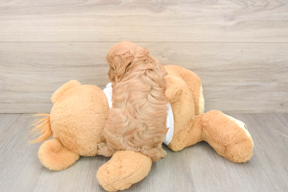 Cavapoo Pup Being Cute