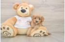 Cavapoo Pup Being Cute