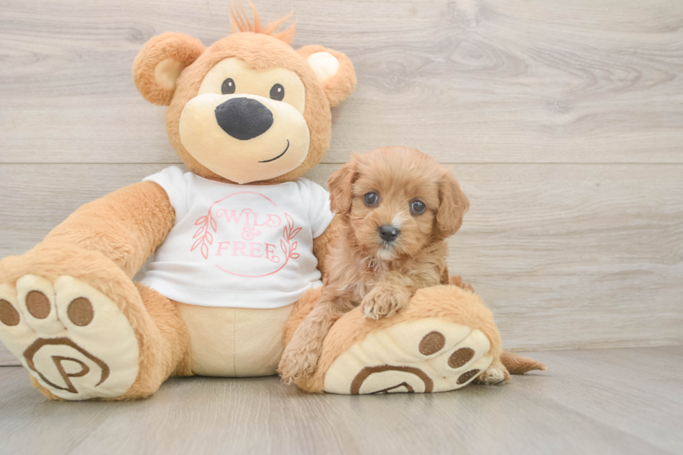 Cavapoo Pup Being Cute