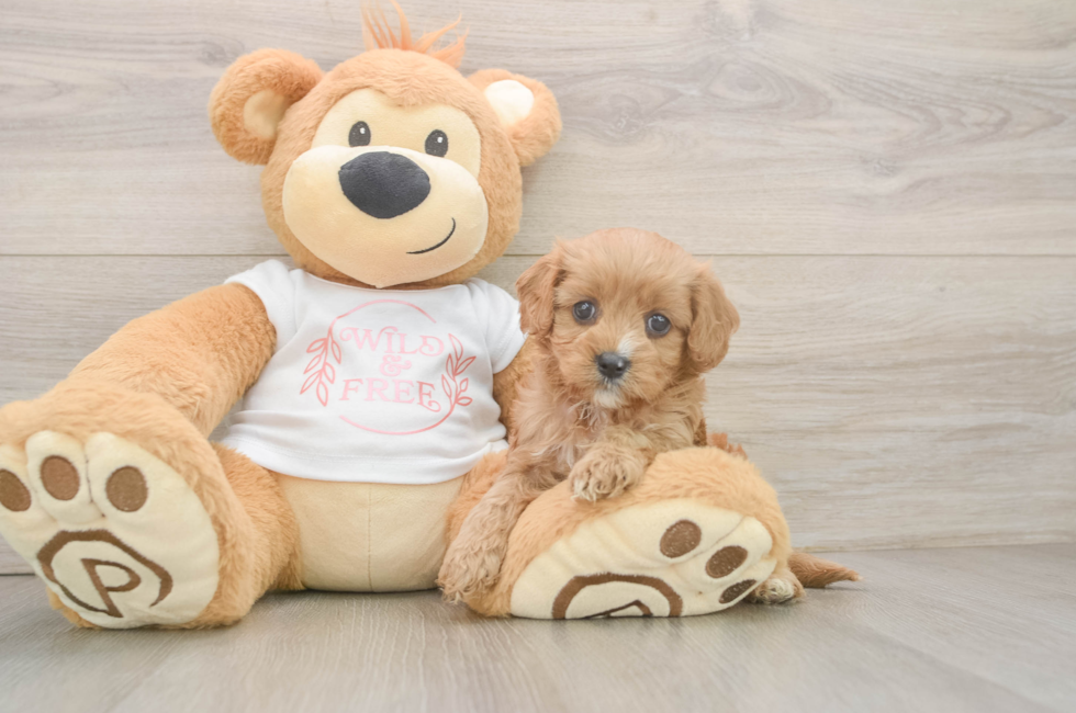 5 week old Cavapoo Puppy For Sale - Windy City Pups