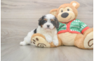 Smart Cavapoo Poodle Mix Pup