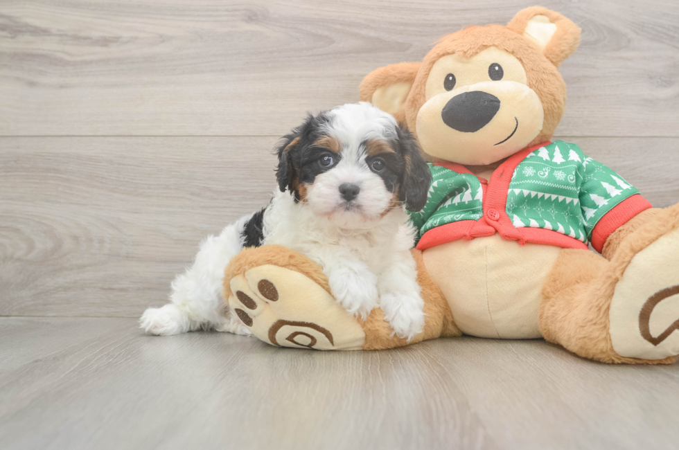 6 week old Cavapoo Puppy For Sale - Windy City Pups