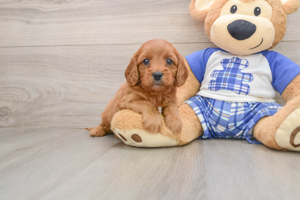 Cavapoo Pup Being Cute