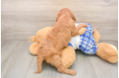 Cavapoo Puppy for Adoption