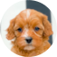 Cavapoo Puppy For Sale - Windy City Pups