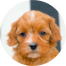 Cavapoo Puppies For Sale - Windy City Pups