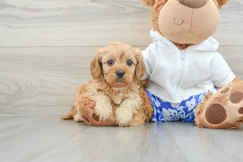 Cute Cavapoo Baby