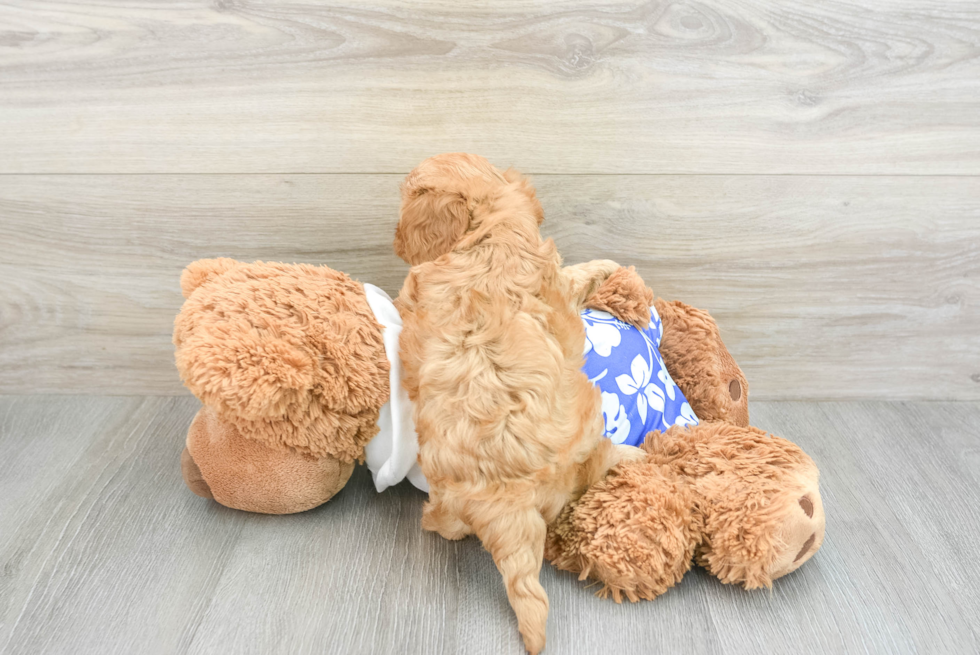 Cavapoo Puppy for Adoption