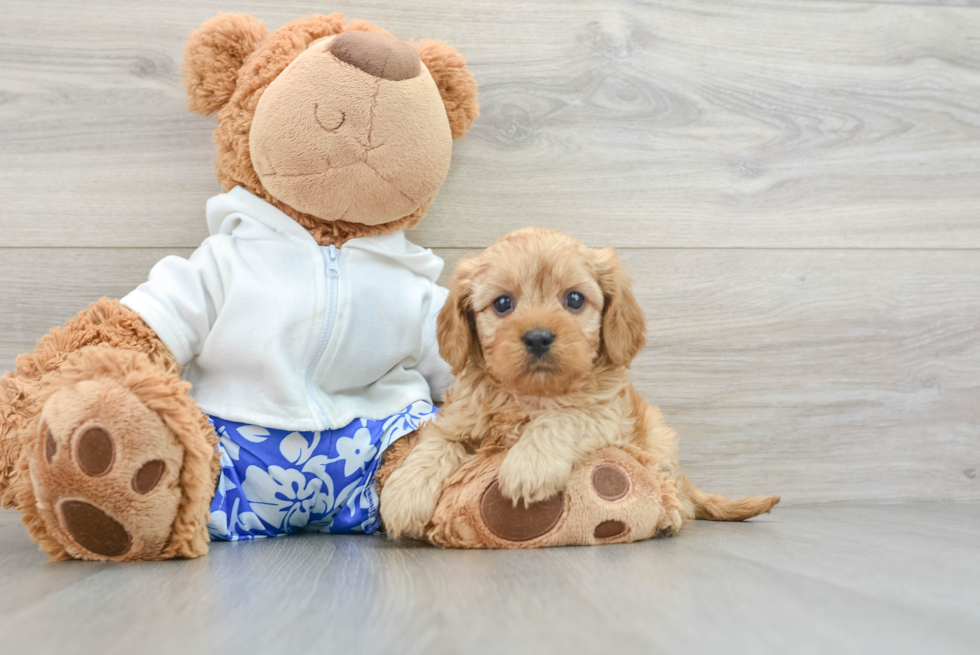 Cavapoo Puppy for Adoption