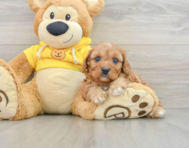 8 week old Cavapoo Puppy For Sale - Windy City Pups