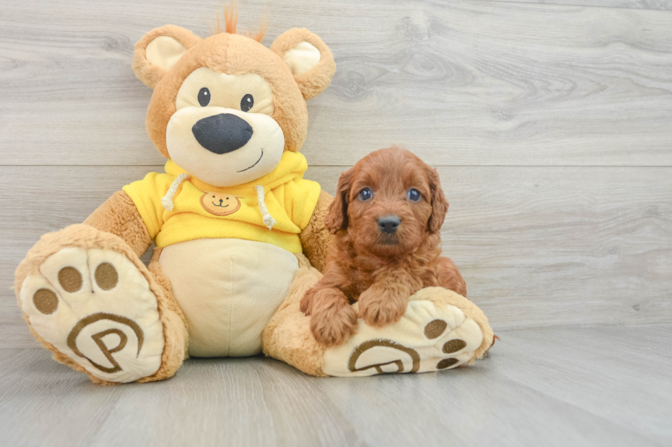 Little Cavipoo Poodle Mix Puppy