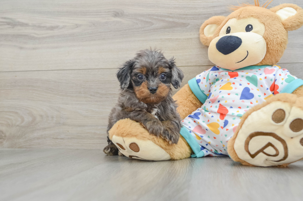 6 week old Cavapoo Puppy For Sale - Windy City Pups