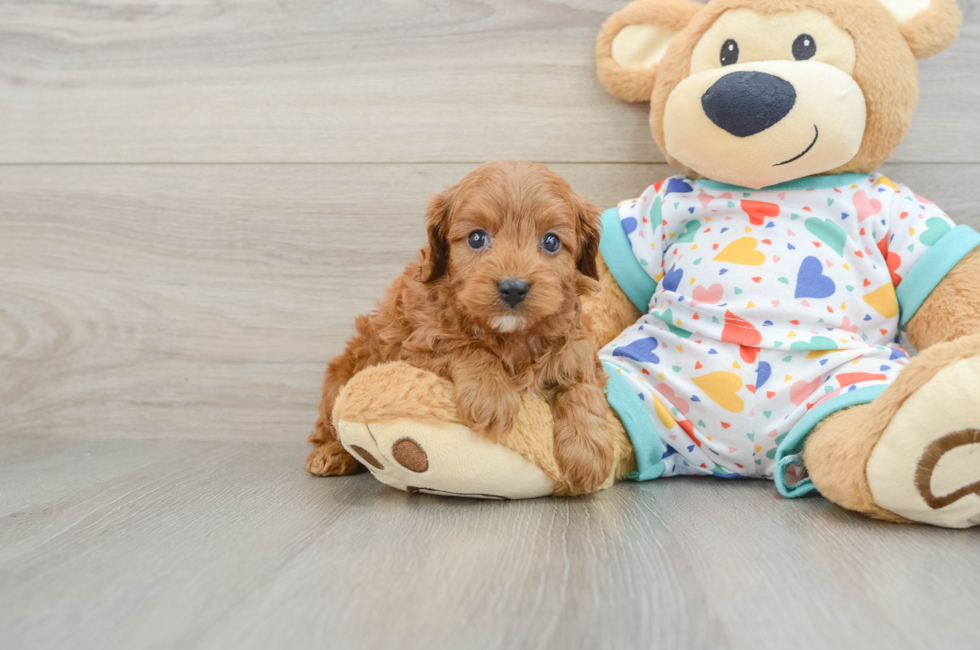 8 week old Cavapoo Puppy For Sale - Windy City Pups