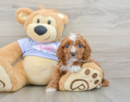8 week old Cavapoo Puppy For Sale - Windy City Pups