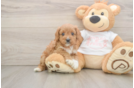 Cavapoo Puppy for Adoption
