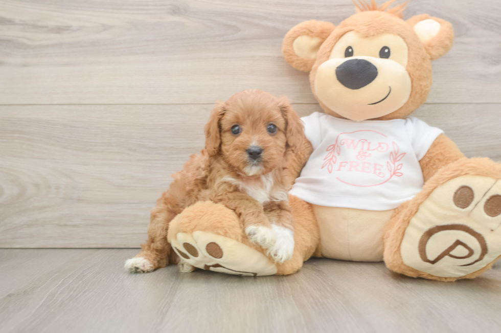 Cavapoo Puppy for Adoption