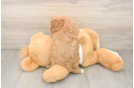 Cute Cavapoo Baby