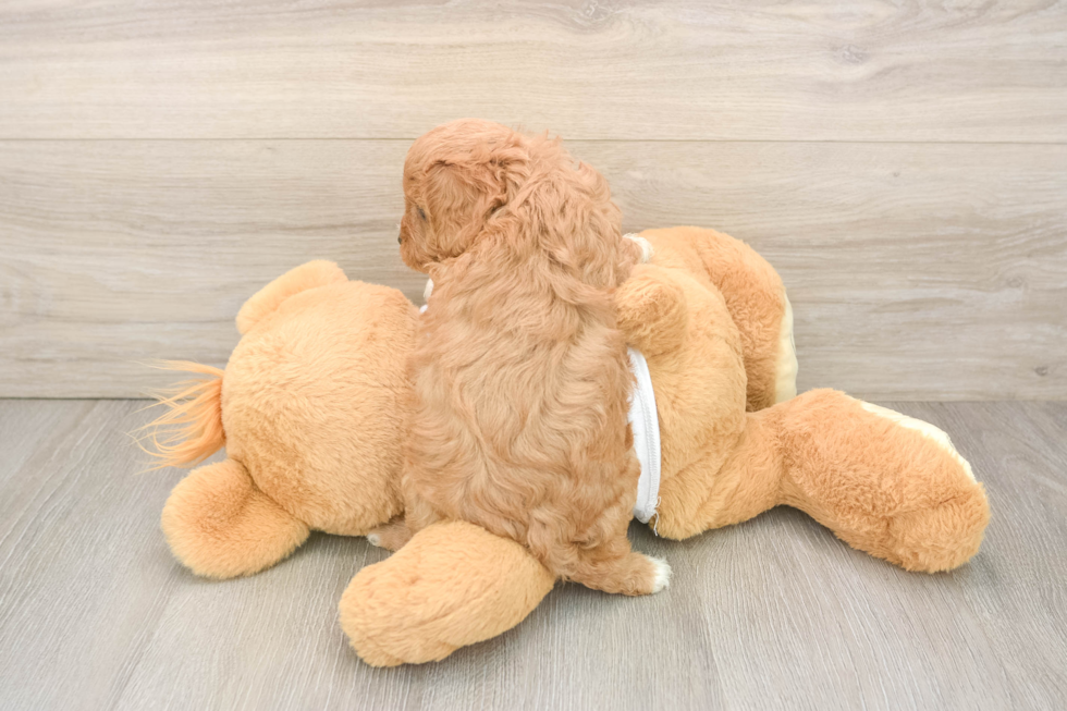 Cute Cavapoo Baby