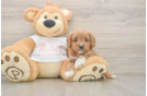 Cavapoo Pup Being Cute