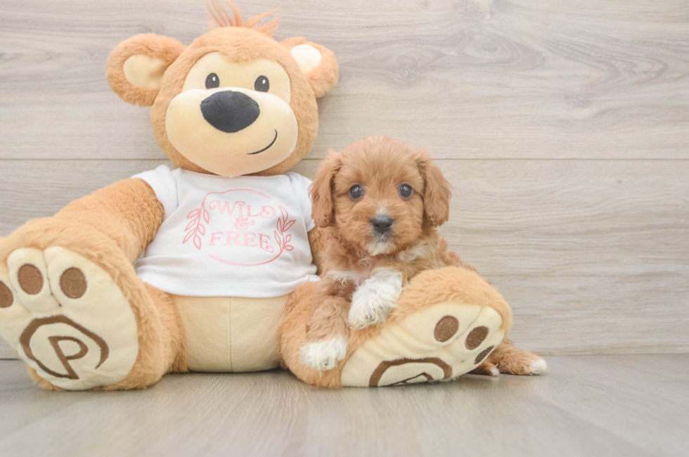 5 week old Cavapoo Puppy For Sale - Windy City Pups