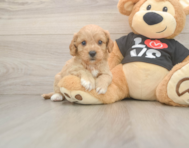 6 week old Cavapoo Puppy For Sale - Windy City Pups