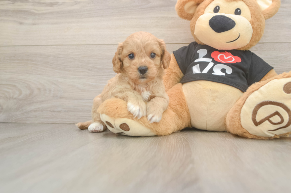 5 week old Cavapoo Puppy For Sale - Windy City Pups