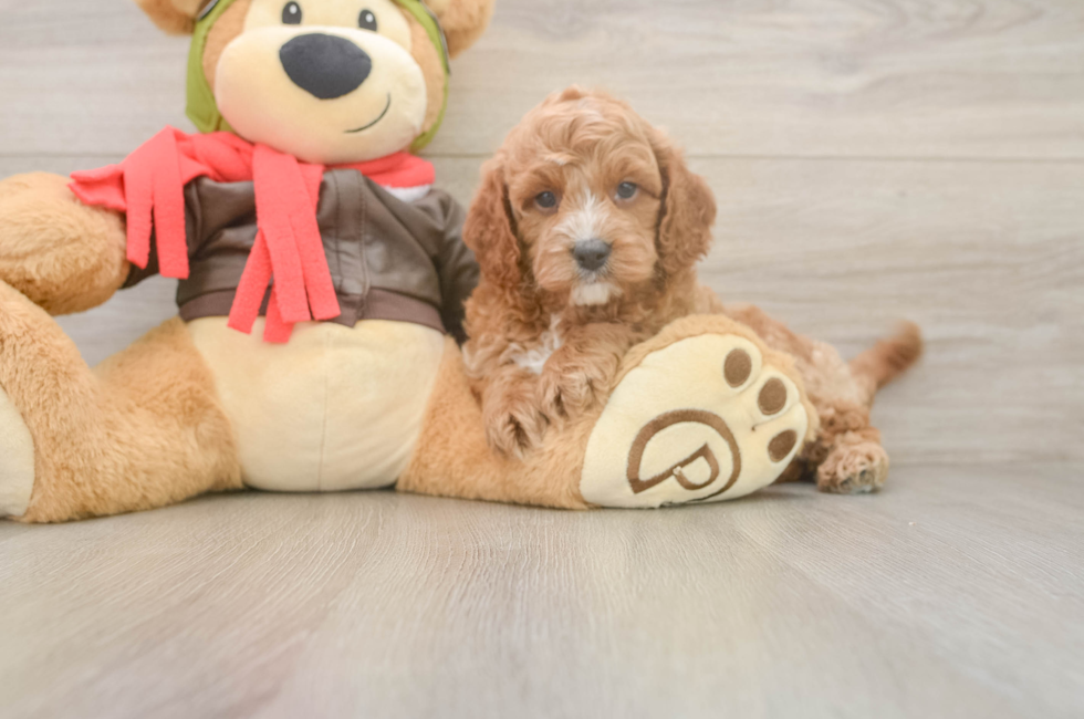 7 week old Cavapoo Puppy For Sale - Windy City Pups