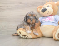 8 week old Cavapoo Puppy For Sale - Windy City Pups