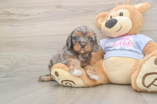 5 week old Cavapoo Puppy For Sale - Windy City Pups Small Cavapoo Baby