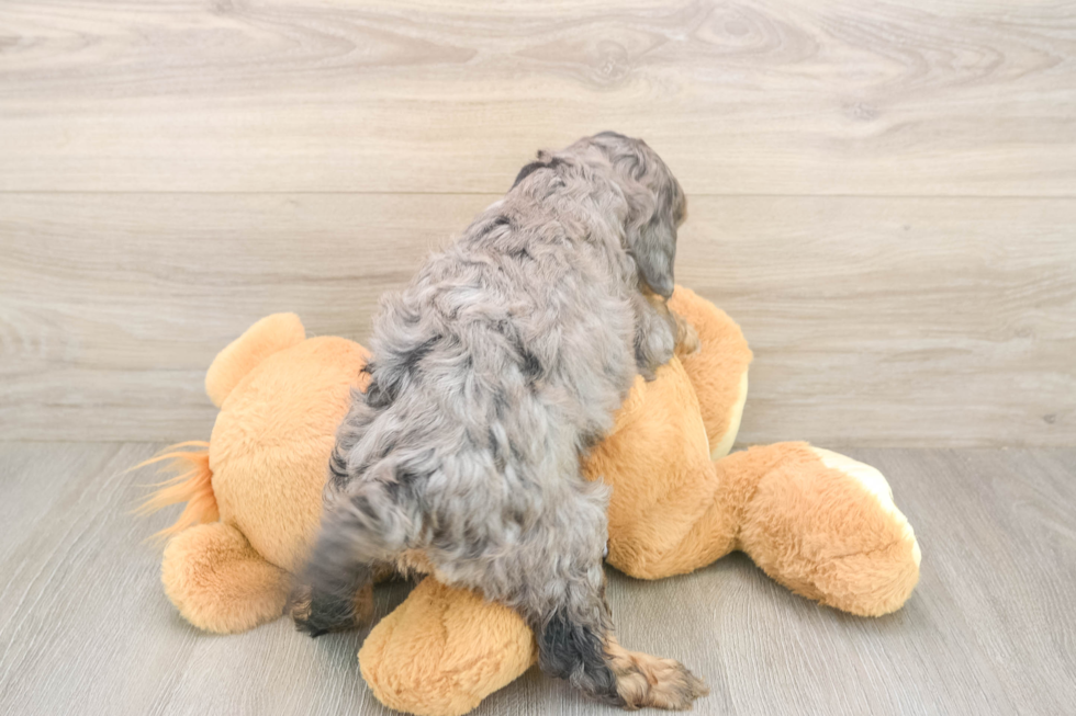 Meet Donnie - our Cavapoo Puppy Photo  3/3 - Windy City Pups Adorable Cavalier King Charles Spaniel and Poodle Mix Poodle Mix Puppy