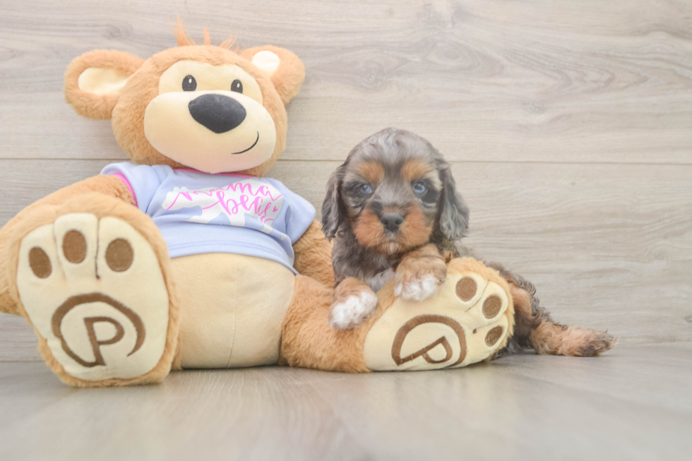 Meet Donnie - our Cavapoo Puppy Photo  2/3 - Windy City Pups Cavapoo Pup Being Cute