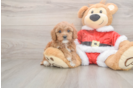 Cavapoo Puppy for Adoption