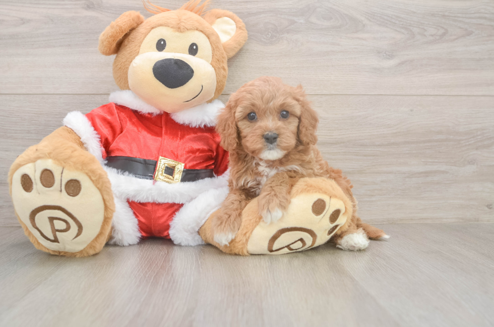 5 week old Cavapoo Puppy For Sale - Windy City Pups